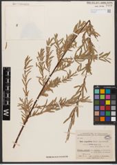 Foto von Salix wilhelmsiana M. Bieb.
